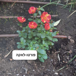 צמח פורטולקה פרחוני שתול בערוגת גינה לצד צינורות השקיה בטפטוף