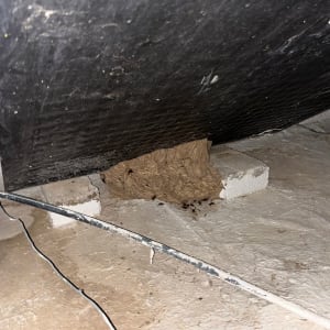 קן צרעות מתחת לגג עם חוט חשמל