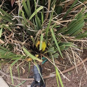 תאורת גינה עם כבל חשמל על הקרקע