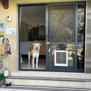 כלב גדול עומד בפתרון פנסיון ביתי לכלבים בכניסה לבית