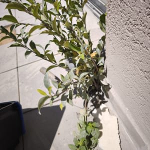 צמח ירוק ליד קיר חיצוני על רצפה