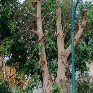 עץ גזום עם ענפים חתוכים