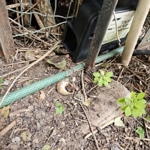 מלכודת שחורה ליד גדר בחצר עם צינור ירוק