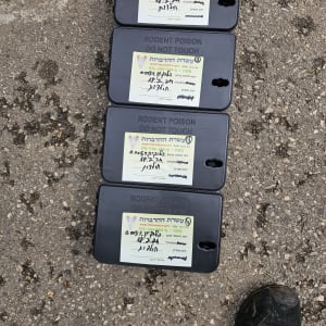 קופסאות רעל למכרסמים על הקרקע