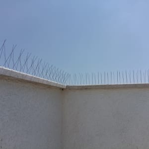 דוקרנים על קיר למניעת נחיתת יונים