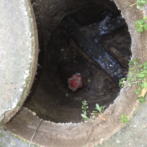 פתח ביוב עם צמחייה מסביב