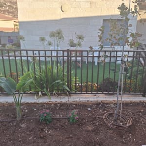 צינור השקיה, שתילים, עץ צעיר, גינה