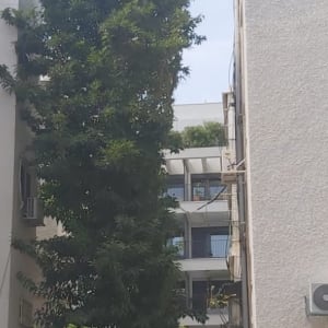 עץ גבוה בין בניינים, ללא פעולת גיזום נראית לעין.