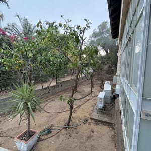 עץ גזום ליד בית עם צמחים נוספים