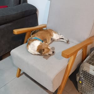 כלב עם רתמה כחולה שוכב על כורסה אפורה