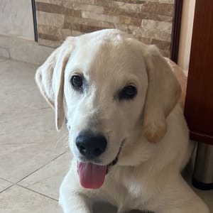 כלב לבן שוכב על רצפה בבית