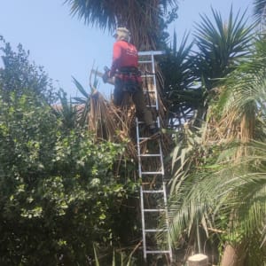 אדם גוזם עץ עם סולם וכלי גיזום