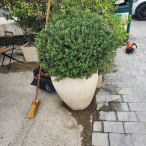 עציץ גדול עם שיח ירוק ומטאטא לידו