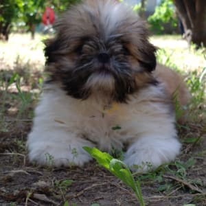 גור כלבים שוכב על הדשא בגן