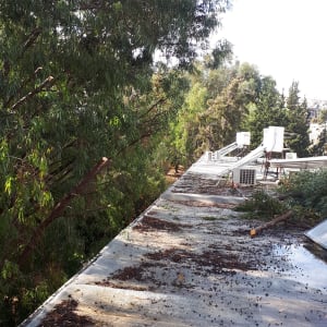 ענפים גזומים על גג ליד עצים גבוהים