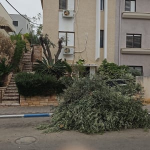ערימת ענפים גזומים על המדרכה ליד עץ גזום