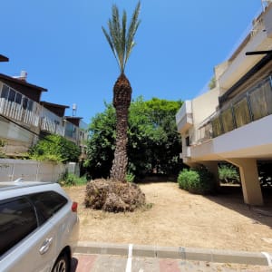 עץ דקל גזום בחצר עם מכונית חונה