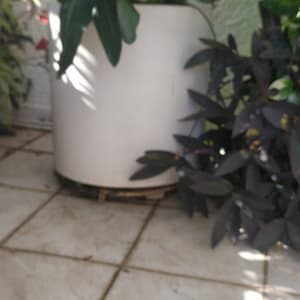 עציץ עם צמחים ירוקים על רצפת מרפסת