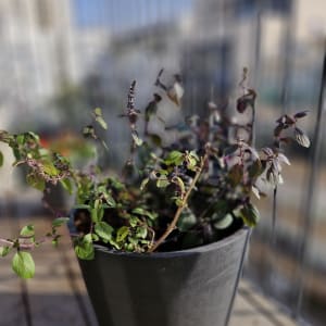 עציץ עם צמח על מרפסת