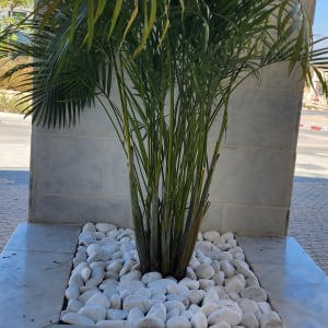 צמח ירוק באדנית עם אבנים לבנות