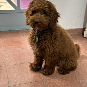 כלב חום יושב על רצפה אדומה ליד דלת