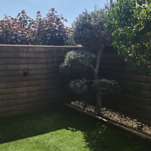 עץ גזום בגינה עם דשא ירוק וגדר עץ