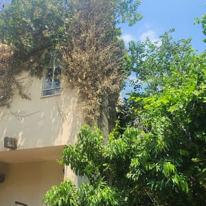 צמחייה צפופה סביב בית עם קיר מטפסים