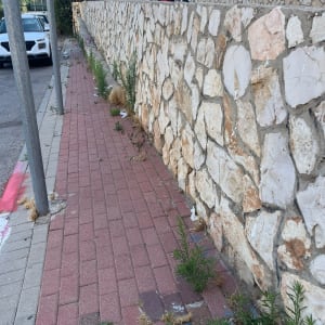 שביל מרוצף עם עשבים ליד קיר אבן