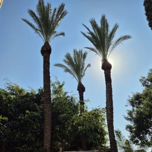 שלושה עצי דקל גבוהים עם עלים גזומים