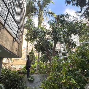 עץ עם סולם ליד בניין גבוה