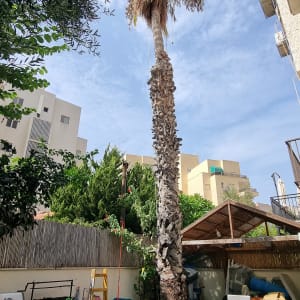 אדם גוזם עץ דקל גבוה עם חבלים