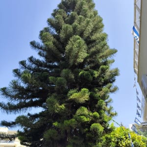 עץ גבוה עם ענפים ירוקים צפופים