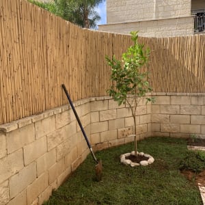 עץ צעיר מוקף באבנים, את חפירה על הדשא