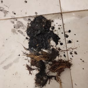 חומר שחור ולכלוך על רצפה, כנראה סתימה בצנרת