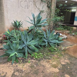 צמחים ירוקים ליד קיר בניין