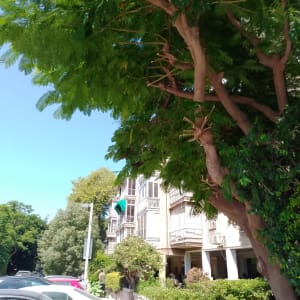 עץ גדול עם עלים ירוקים ליד בניין מגורים