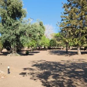 תמונה של גינה עם עצים ודשא
