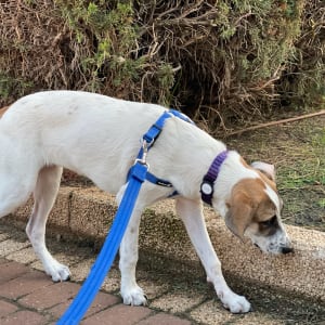 כלב עם רצועה כחולה מרחרח את הקרקע