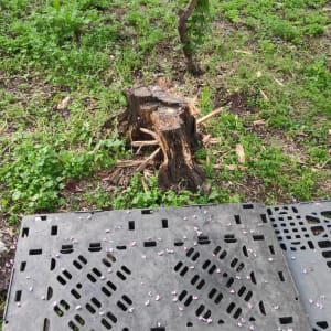 גזע עץ גזום עם ענפים חתוכים