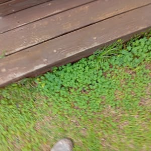 דק עץ עם עשב ירוק מסביב