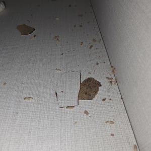 תמונה של חרקים ופסולת על משטח