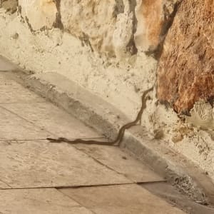 נחש זוחל על רצפה ליד קיר אבן