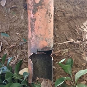 צינור שבור על אדמה עם עלים מסביב
