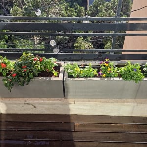 עציצים עם פרחים צבעוניים על מרפסת