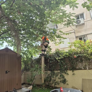 אדם גוזם עץ בגינה עם כלים