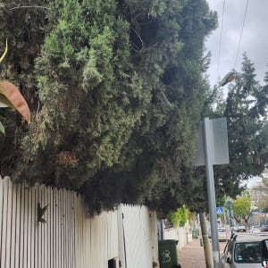 עץ גדול מעל גדר לבנה ברחוב