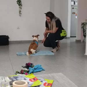 אישה מאמנת כלב על מגבת עם צעצועים וחטיפים