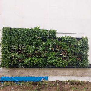 קיר ירוק עם צמחים שונים בגינה אנכית