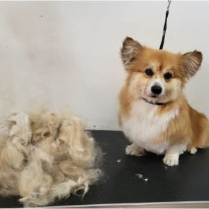 כלב מטופח עם פרווה גזוזה על שולחן טיפוח