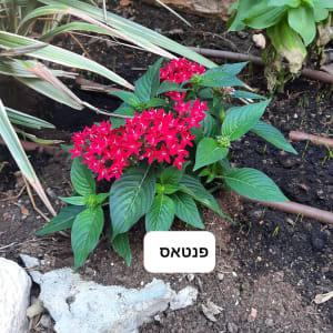 ערוגת גינה עם פרחי פנטאס אדומים וצינור השקיה בטפטוף